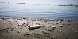 Verendete Fische am Strand von Mar Menor