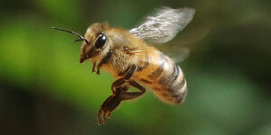 Eine Honigbiene fliegt am Weltbienentag einen Bienenstock an.