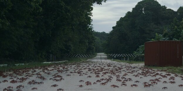 Eine breite Asphaltstraße führt durch Wald auf ihr tummeln sich Hunderte von Krabben. Sie marschieren in Richtung zweier Schranken, die die Straße blockieren