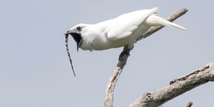 Der Zapfenglöckner, ein weißer Vogel, sitzt auf einem Ast.