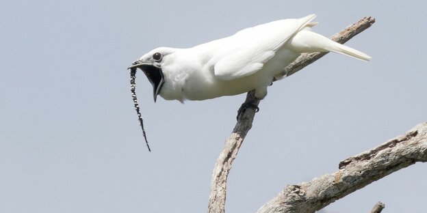 Der Zapfenglöckner, ein weißer Vogel, sitzt auf einem Ast.