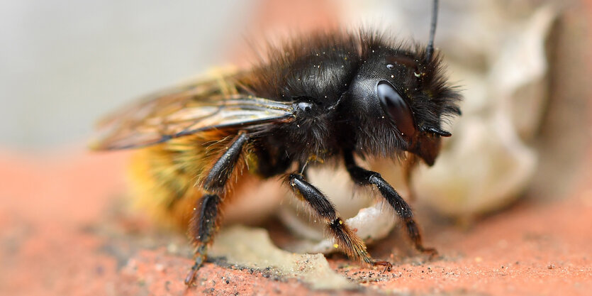 Wildbiene mit haarigem Hinterleib und großem Auge in Nahaufnahme