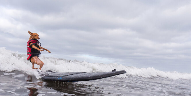 Hund fährt auf einem Surfbrett