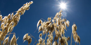 Hafer, der der Sonne entgegen wächst