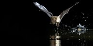 Eine Wasserfledermaus fliegt im Dunkeln direkt über eine Wasserfläche