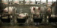 Schweine fressen in einer Schweinefarm in einem Dorf in China