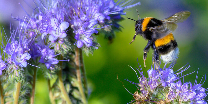 Eine Hummel fliegt zur Pflanzenblüte