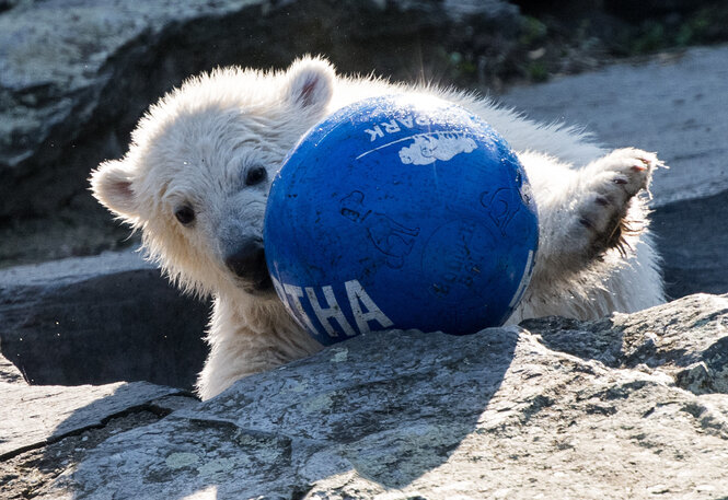 Eisbär Hertha im Tierpark spielt mit einem Ball