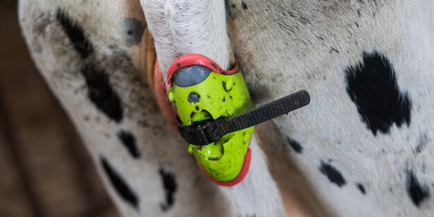 Eine Kuh trägt einen Sensor am Schwanz, der bei einer trächtigen Kuh vor der Geburt einen Alarm per SMS auslöst.
