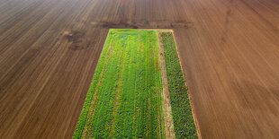 Ein grüner Streifen ist auf einem braunen Feld