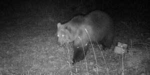 Ein Braunbär in Bayern wurde mit einer Wildtierkamera fotografiert