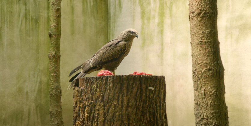 Vor grün bemalten Wänden sitzt ein Greifvogel auf einem Baumstumpf, Hackfleisch ist ausgelegt.