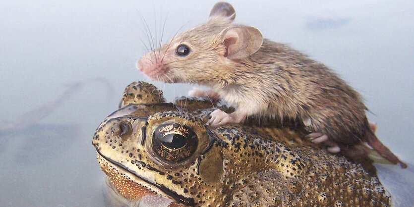 Eine Maus sitzt auf einer Kröte im Wasser