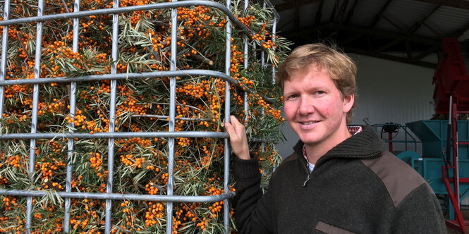 Ein blonder Mann neben einer großen Kiste geerntetern Sanddorn-Beeren