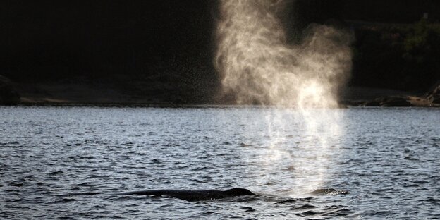 Ein Buckelwal atmet bei Nacht vor der kanadischen Küste aus