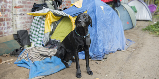 Ein Hund steht vor einem Zelt eines Obdachlosen