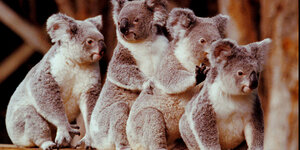 Vier Koalas auf einem Ast