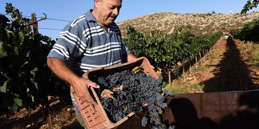 Ein Mann bei der Weinernte auf dem Weingut Psagot im israelisch besetzten Westjordanland.