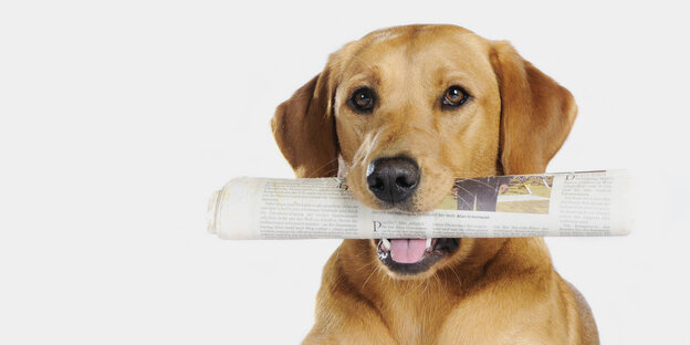 Hund mit Zeitung im Maul vor neutralem Hintergrund.