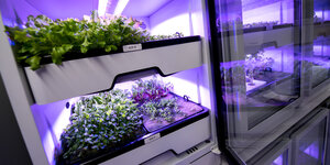 Pflanzenkulturen in einem Lichtschrank mit LED-Lampen