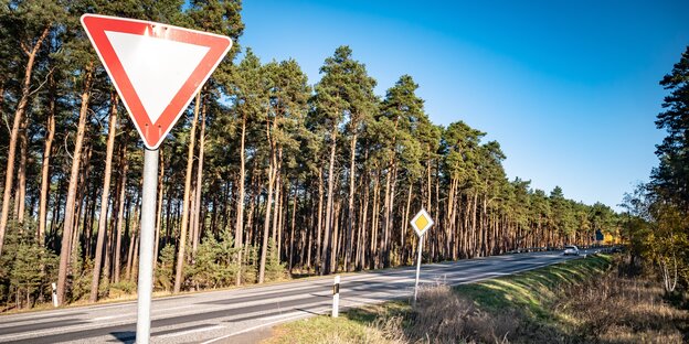 Leere Straße mit Verkehrszeichen vor einem sonnenbeschienenen Kiefernwald