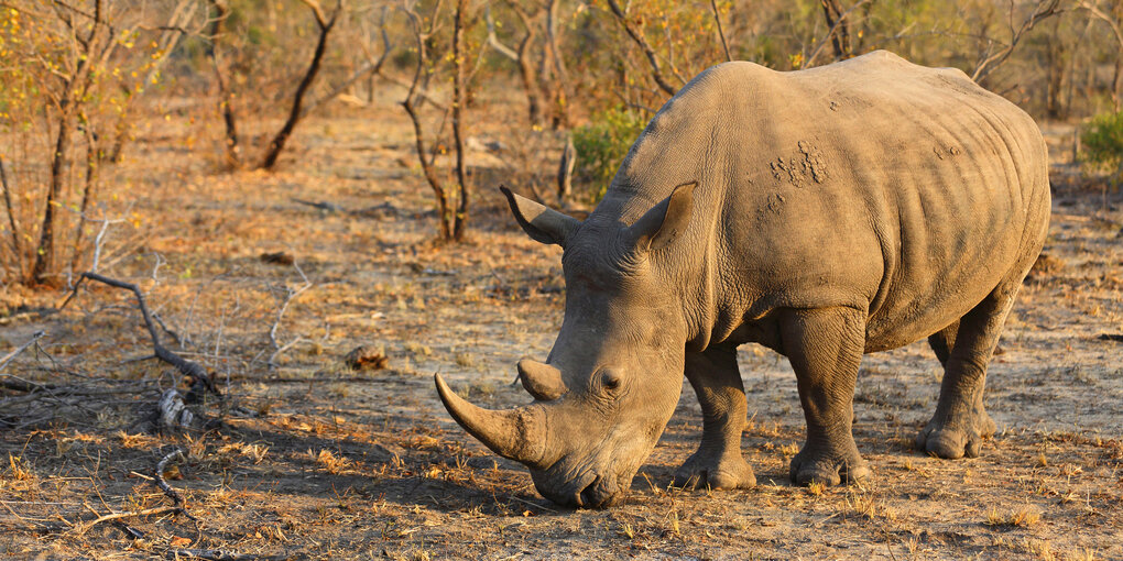 Ein Breitmaulnashorn steht in der trockenen Savanne.