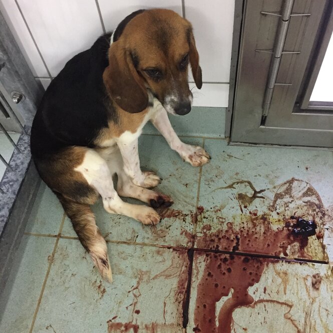 Beagle sitzt, den Kopf gesenkt, neben blutigen Fliesen