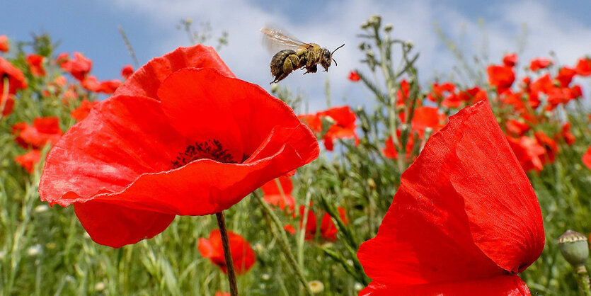 Einen Bien fliegt über einen Blühstreifen