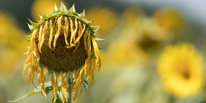 vertrocknete Sonnenblume