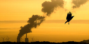 Emissionen eines Kohlekraftwerks und eine fliegnde Krähe