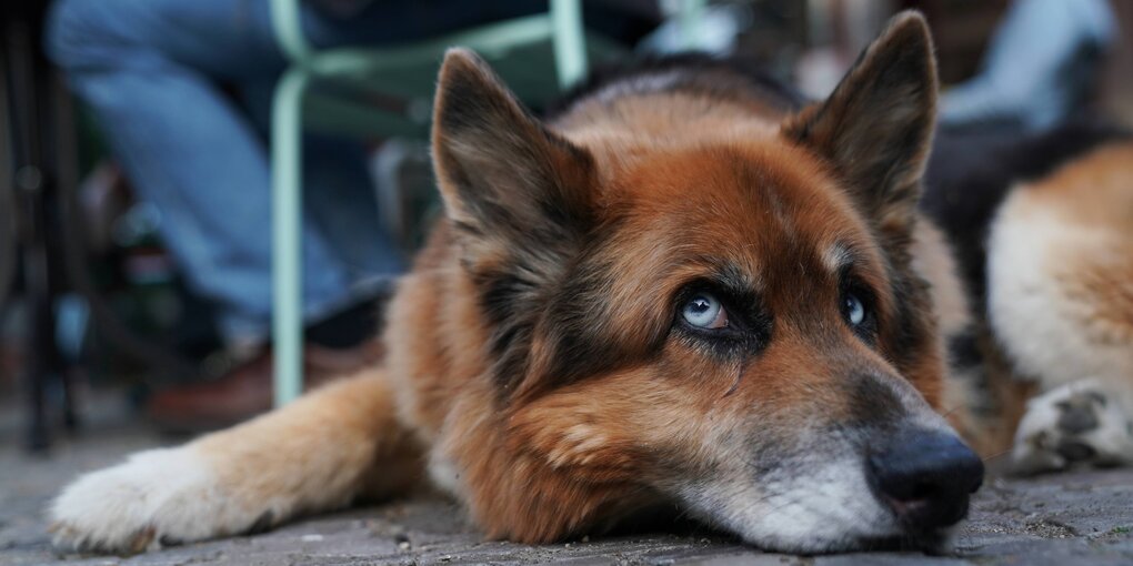 Ein Hund liegt auf dem Boden. Er ist süß. Objektiv.