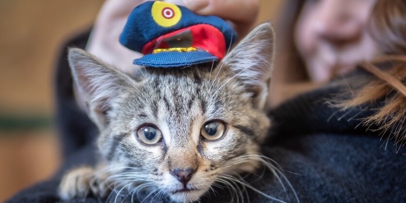 Eine Katze mit einem lustigen Polizeihut. Das taz-Tierressort bewertet diese Katze mit fünf von fünf Pfoten als süß.