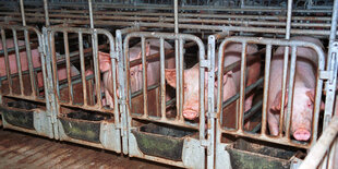 Schweine stehen in "Kastenständen" in einem Stall in Brandenburg