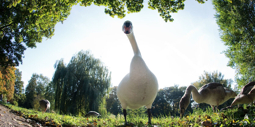 Ein Schwan schaut in die Linse.