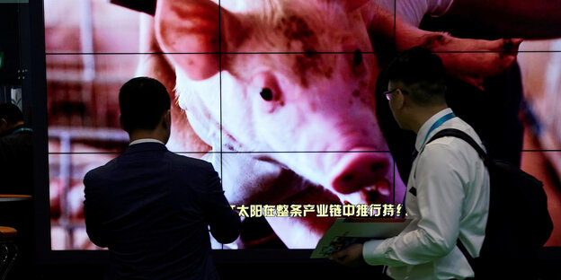 Schwein auf einem Werbebildschirm mit chinesischen Untertiteln