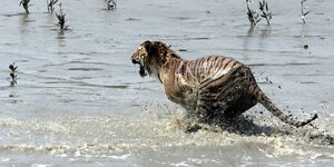 Tiger springt im Wasser