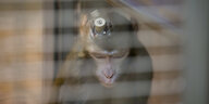 Makeke-Affe in einem Versuchslabor