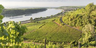 Blick auf einen Weinberg, im hintergrund ein Fluß