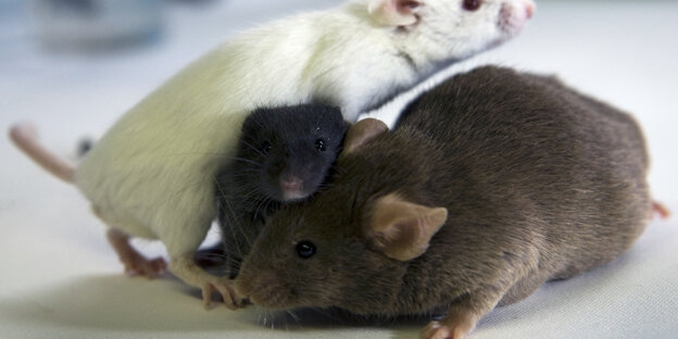 Eine weiße, eine schwarze und eine braune Maus beschnuppern sich