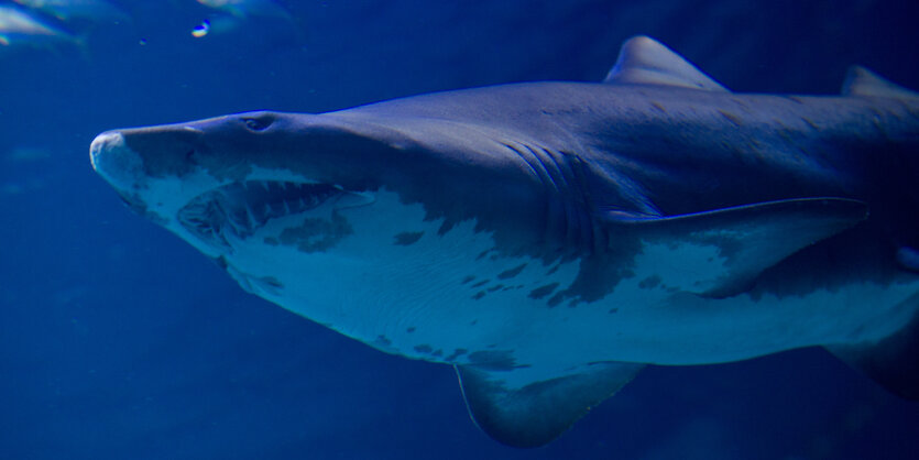 Ein Haifisch schwimmt durchs Becken