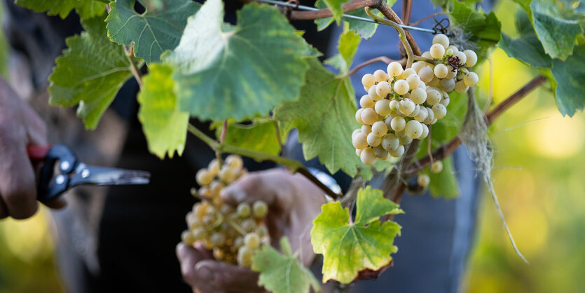 eine Weinrebe an einem Weinstock, dahinter eine Hand mit einer Schere