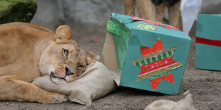 Löwin in Hamburger Tierpark liegt neben Geschenken