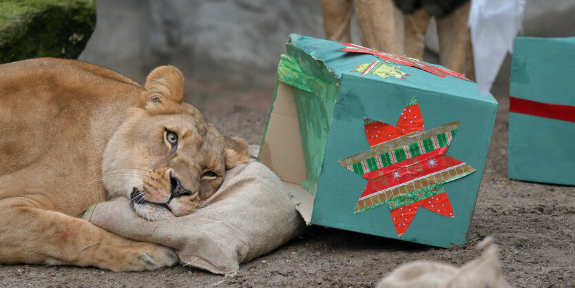 Löwin in Hamburger Tierpark liegt neben Geschenken