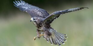 Mäusebussard im Flug