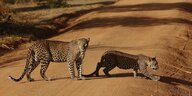 Leoparden auf einem Sandweg