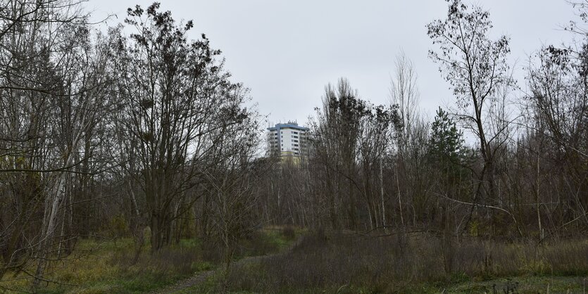 Eine grüne Naturlandschaft mit Trampelpfaden und Bäumen. Dahinter ragt ein Wohnhochhaus auf.