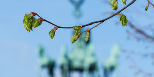 Linde vor Brandenburger Tor