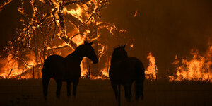 Zwei Pferde, im Hintergrund Flammen