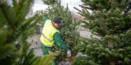 Ein Verkäufer im grünen Overall und neongelber Schutzweste zieht einen Weihnachtsbaum aus den dicht gestellten Bäumenus