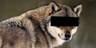 Wolf mit schwarzem Balken vor den Augen